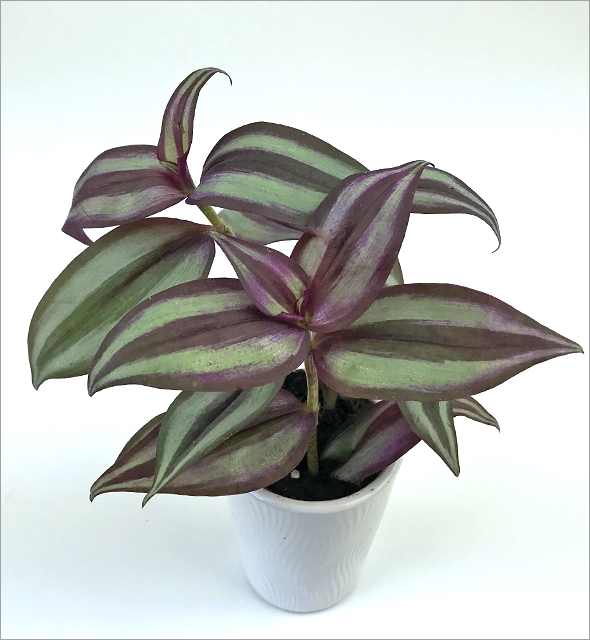 Tradescantia zebrina